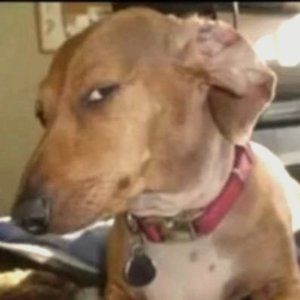 Meet your Posher, Arjun